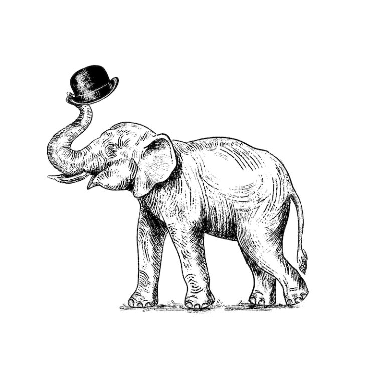 Elephant with hat